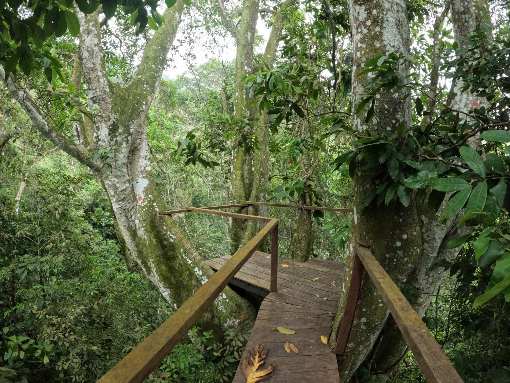 Taorayina Nature Lodge- Immersed In The Forest Zaino Eksteriør billede