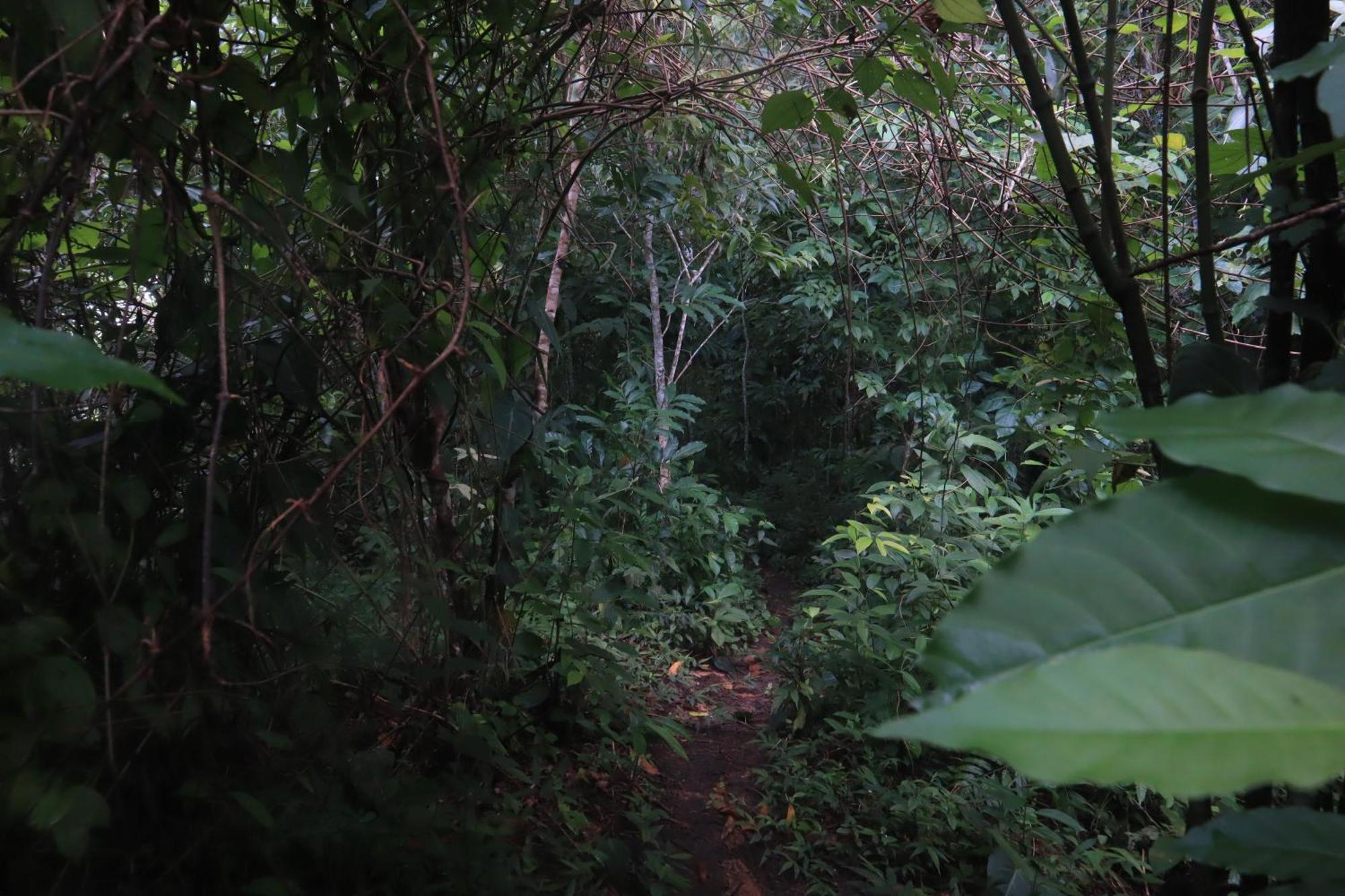 Taorayina Nature Lodge- Immersed In The Forest Zaino Eksteriør billede